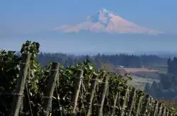Vinyard with Mt Hood in background
