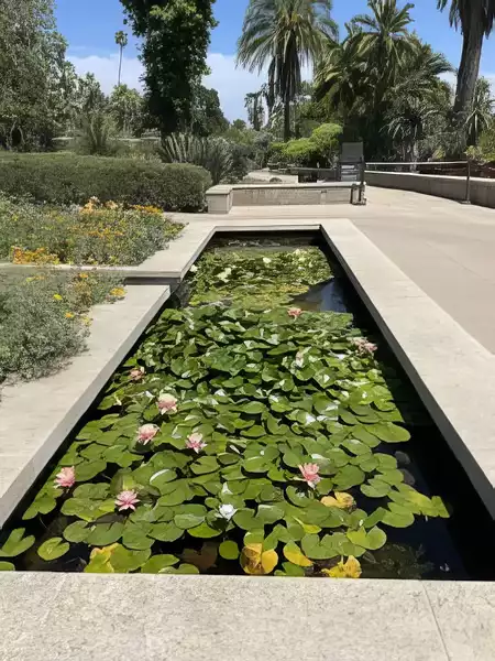 Lily pond at the Huntington Gardens