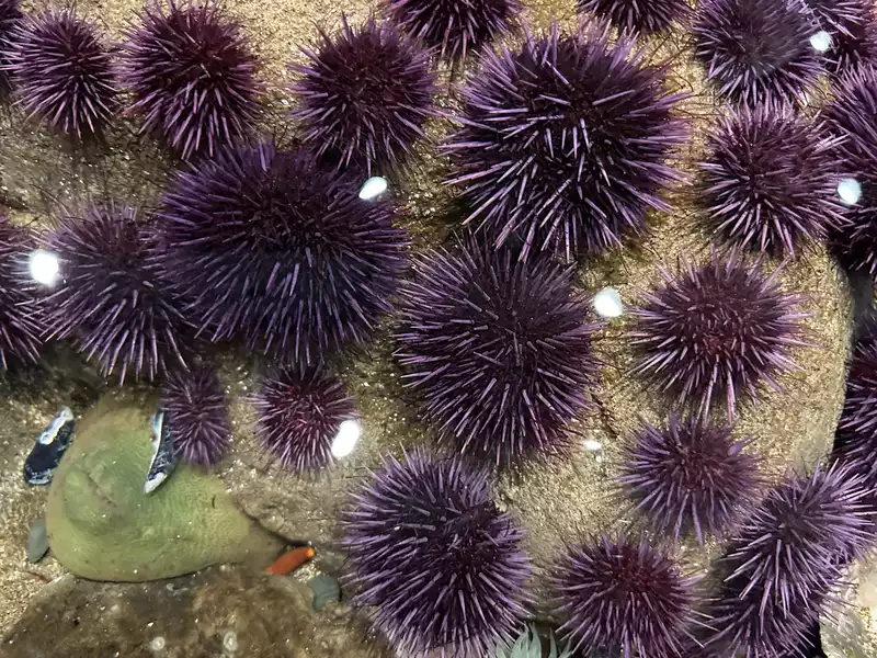 Sea anemonies