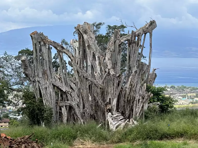 Lahaina Banyan tree