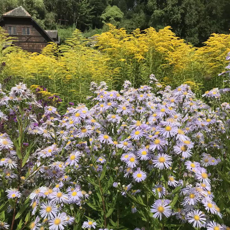 Garden in Los Lagos, Chile
