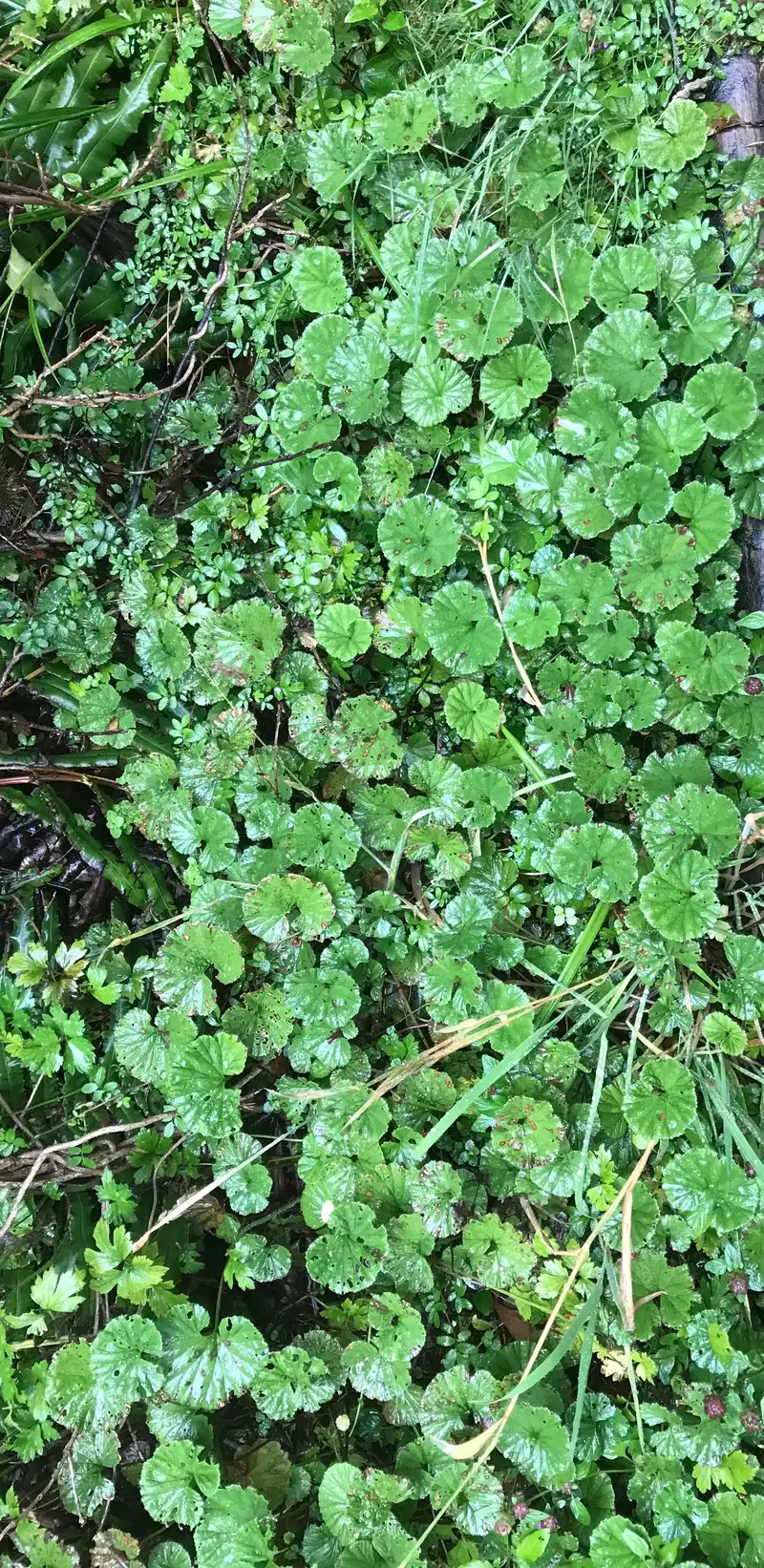 Ground cover in Puerto Chacabuco, Aysen, Chile