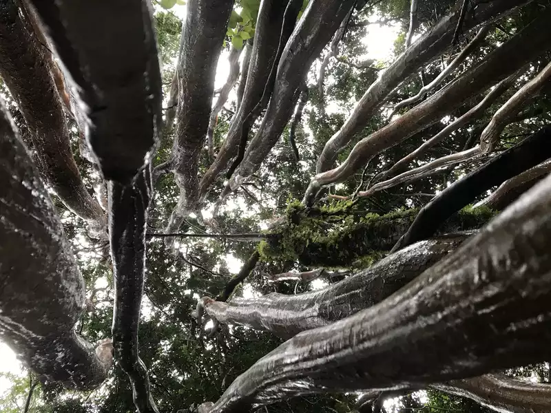 Arrayan trees in Puerto Chacabuco, Aysen, Chile